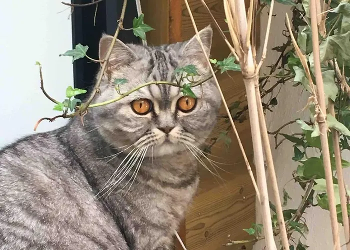 Apartment La Cabane, Independante Dans Jardin - Esprit Authentique Et Confortable - La Campagne A 5 Mn Du Centre De Caen *